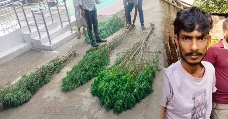 ঘরের পাশে গাঁজার বাগান! স্বপনের কাণ্ডে পুলিশও হতবাক